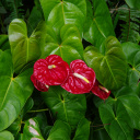 Anthurium Réunion
