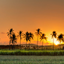 Cocotiers Réunion