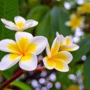 Plumeria Réunion