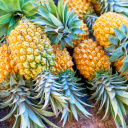 Ananas Réunion