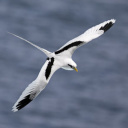 Oiseau de La Reunion