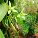 Vanille de la Réunion