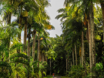 Jardin Botanique à l'Ile Maurice