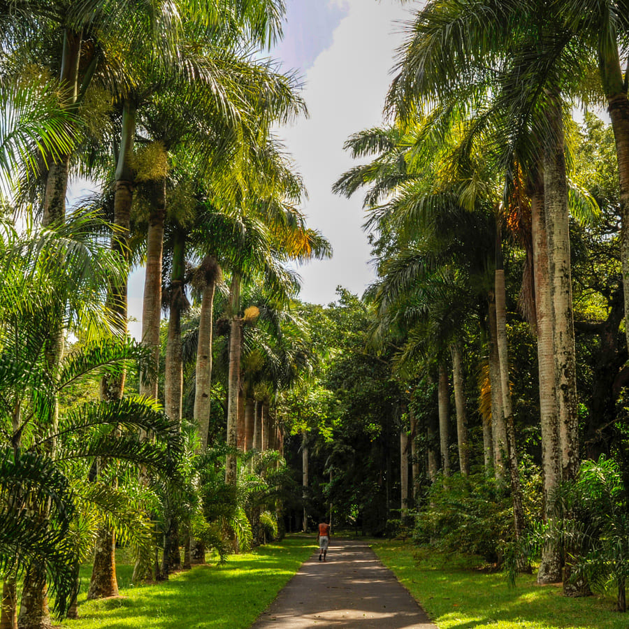 Jardin Botanique à l'Ile Maurice