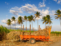 Canne à sucre de la Réunion