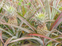 Champs d'ananas