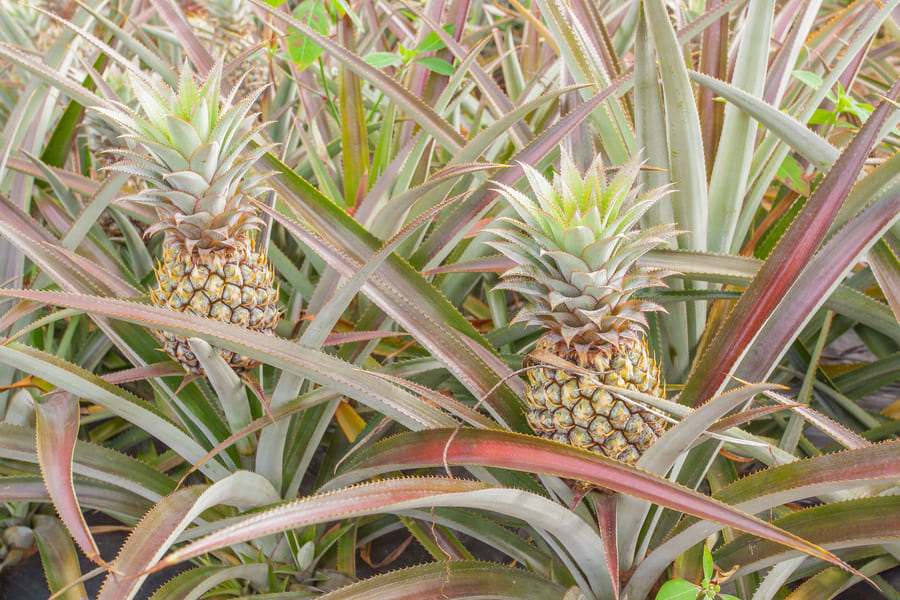 Champs d'ananas