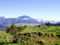 Plaine des Cafres