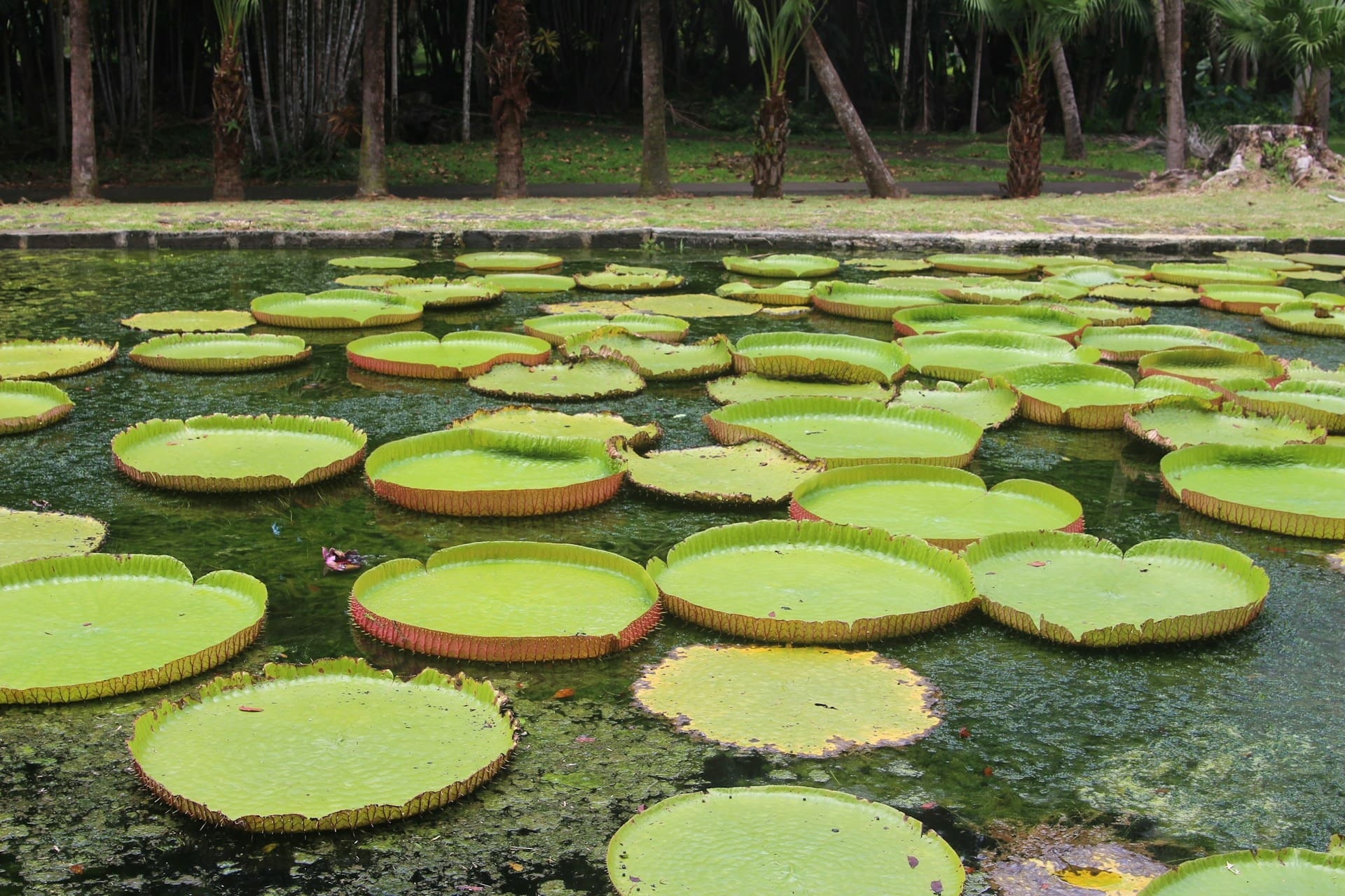 etang-et-nenuphar-ile-maurice