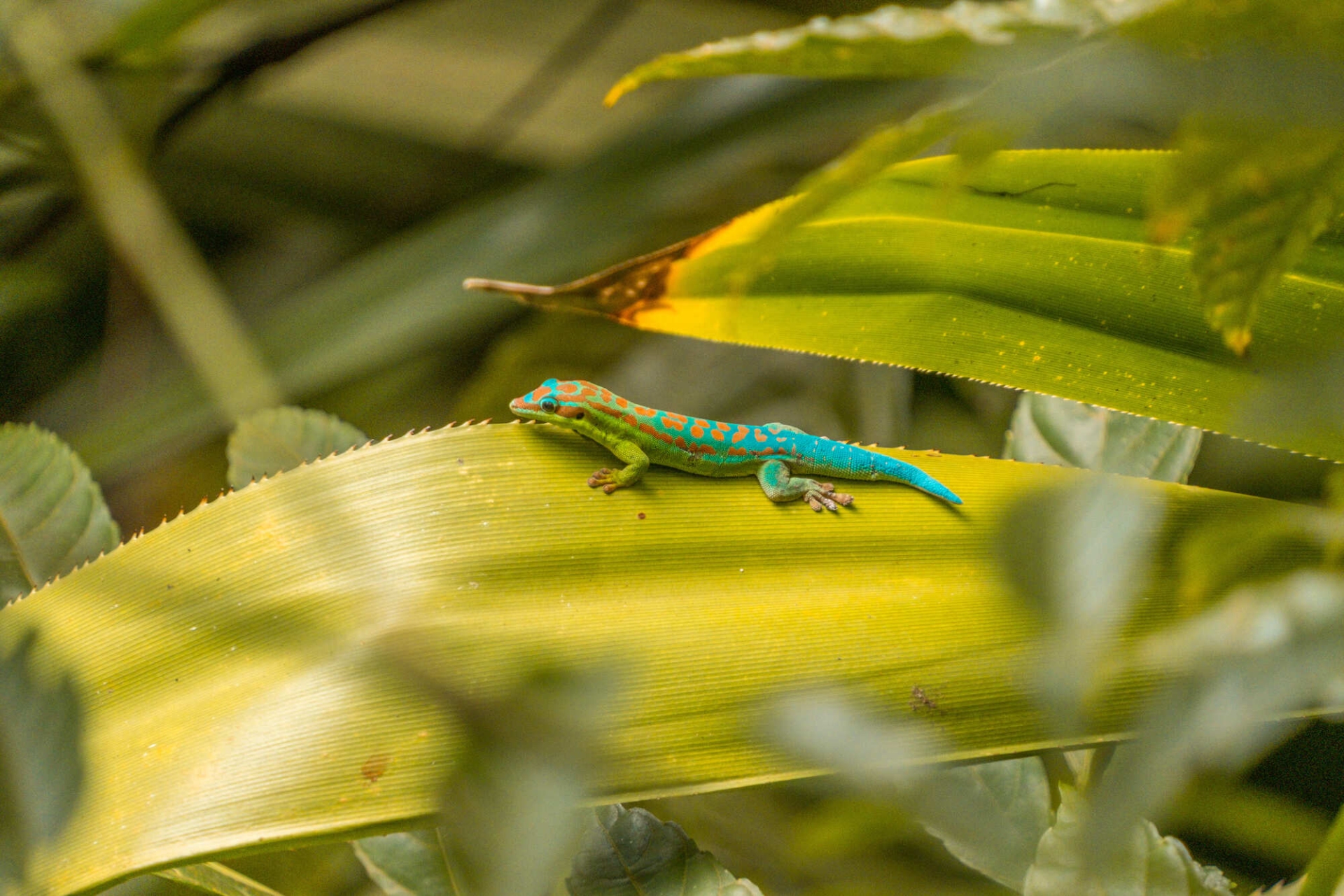 gecko-ile-maurice-1