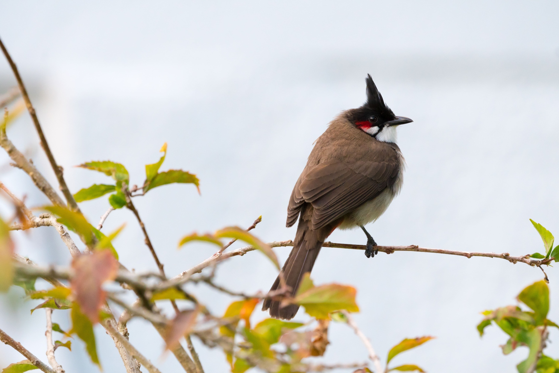 oiseau bulbul ile maurice
