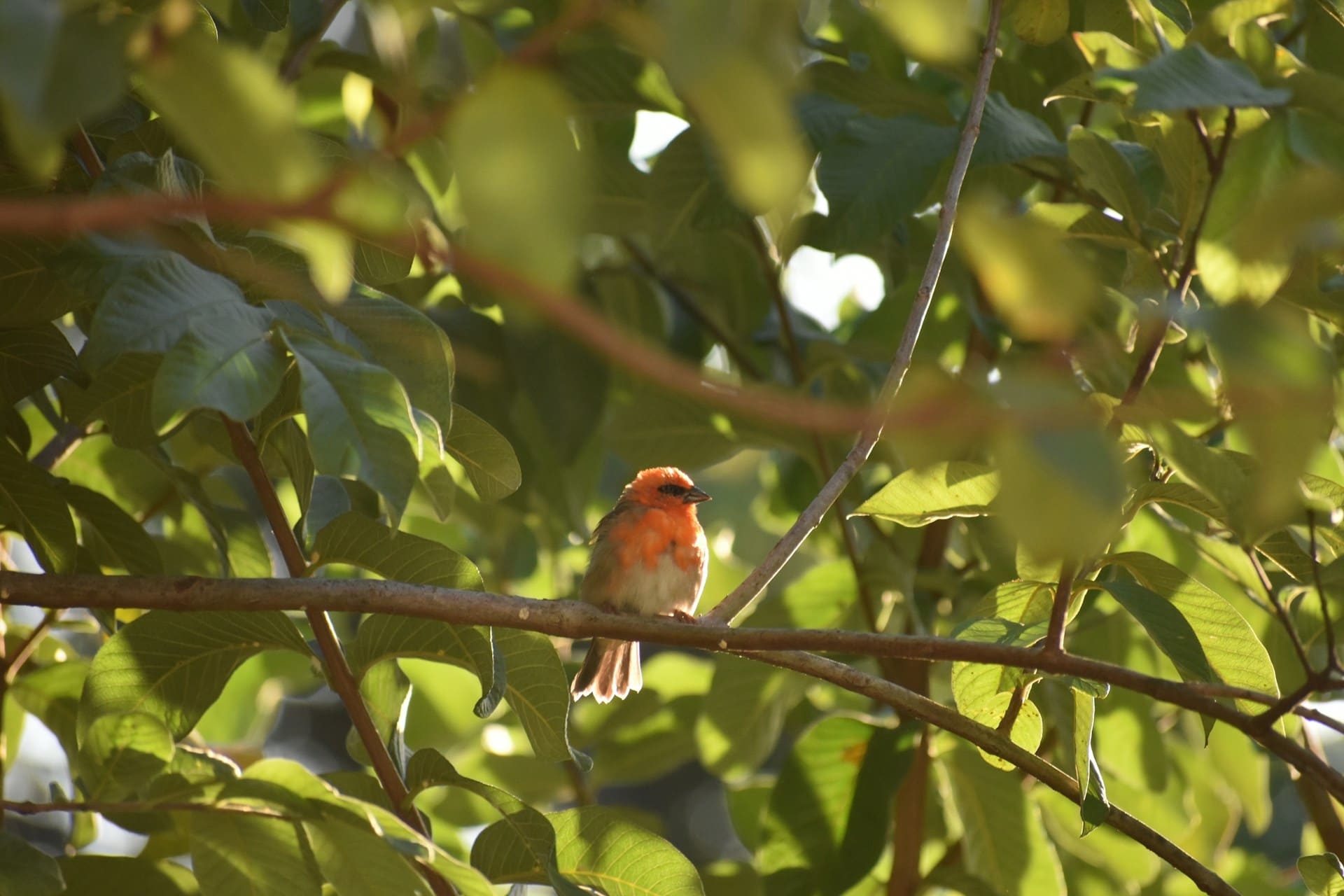 Oiseau île Maurice
